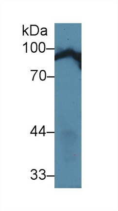 Anti-Calnexin (CNX) Monoclonal Antibody