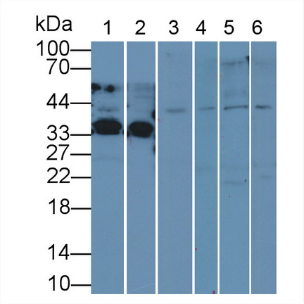 Anti-Extracellular Signal Regulated Kinase 2 (ERK2) Polyclonal Antibody