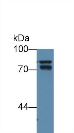 Anti-Beta Catenin (β-catenin) Monoclonal Antibody