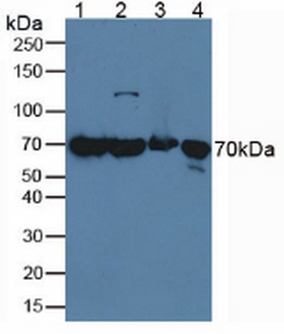 Anti-Heat Shock 70kDa Protein 1A (HSPA1A) Polyclonal Antibody