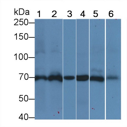 Anti-Heat Shock 70kDa Protein 1A (HSPA1A) Monoclonal Antibody