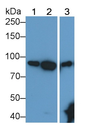 Anti-Transferrin Receptor (TFR) Monoclonal Antibody