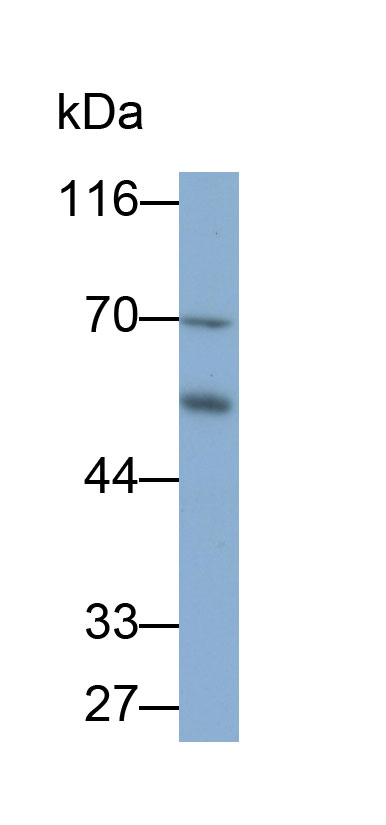 Anti-Lamin B1 (LMNB1) Polyclonal Antibody