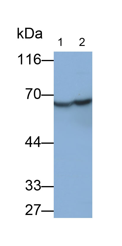 Anti-Lamin B1 (LMNB1) Polyclonal Antibody