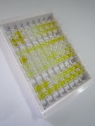 ELISA Kit for Insulin (INS)