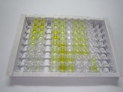 ELISA Kit for Gamma-Aminobutyric Acid (gABA)