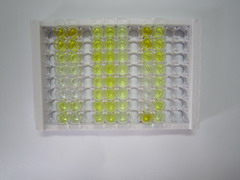 ELISA Kit for Peptide YY (PYY)
