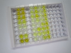 ELISA Kit for Urocortin 2 (UCN2)