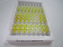 ELISA Kit for Corticotropin Like Intermediate Lobe Peptide (CLIP)