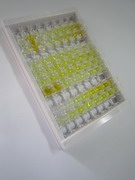 ELISA Kit for Chorionic Gonadotropin Beta Polypeptide (CGb)