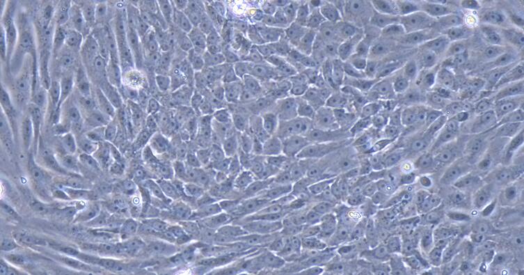 Primary Canine Urothelial Cells (UC)