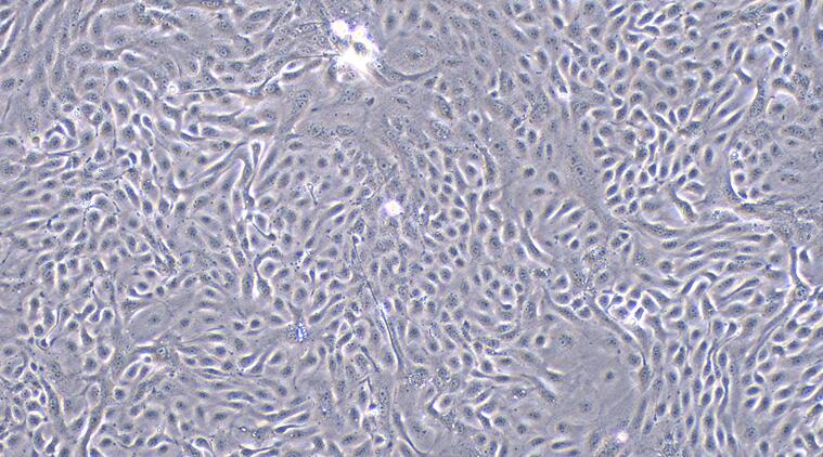 Primary Caprine Urothelial Cells (UC)