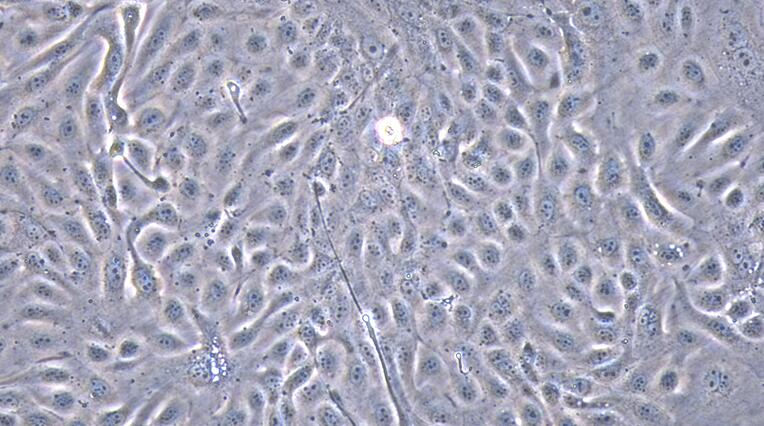 Primary Caprine Urothelial Cells (UC)