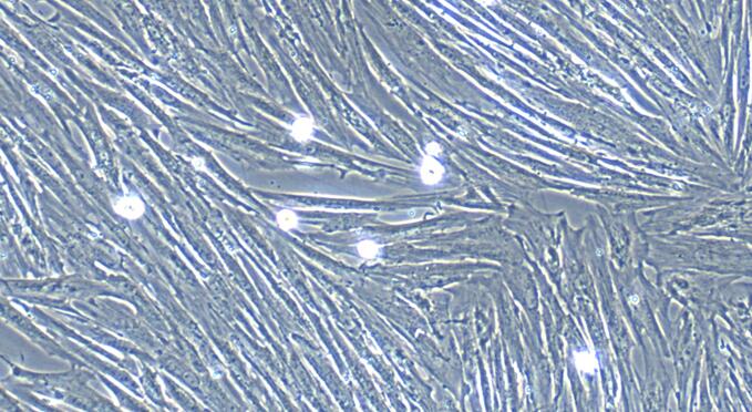 Primary Canine Bladder Smooth Muscle Cells (BSMC)
