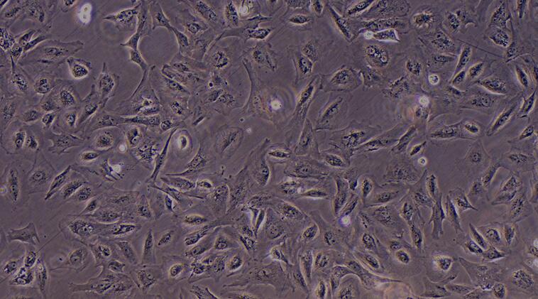 Primary Canine Renal Cortical Epithelial Cells (RCEC)