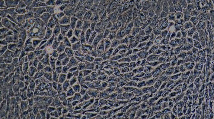 Primary Caprine Renal Cortical Epithelial Cells (RCEC)