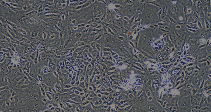 Primary Rabbit Renal Cortical Epithelial Cells (RCEC)