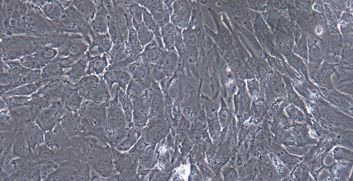 Primary Caprine Visceral Preadipocytes (VPA)