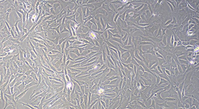 Primary Caprine Nucleus Pulposus Cells (NPC)
