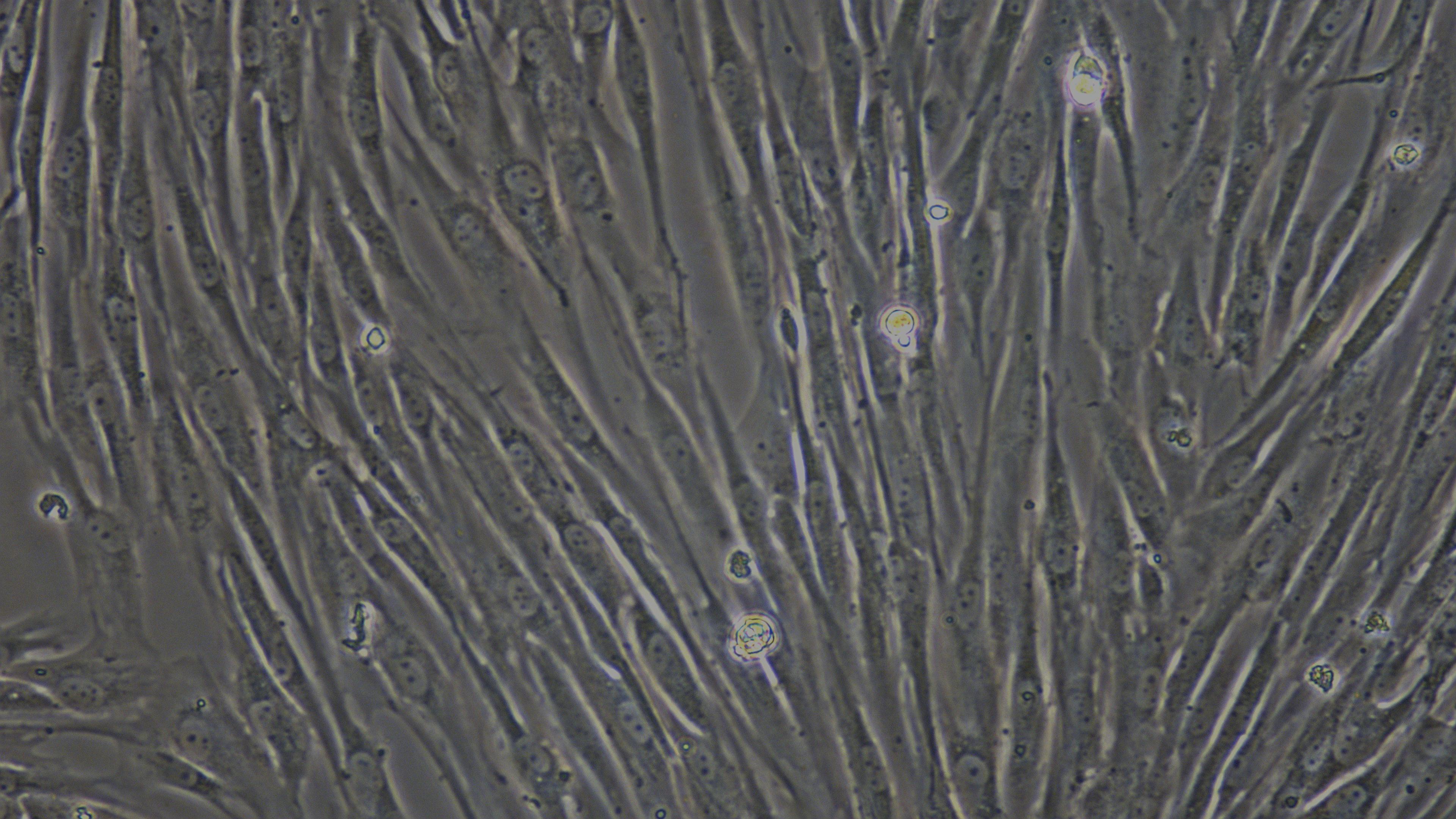 Primary Canine Leydig Cells (LC)