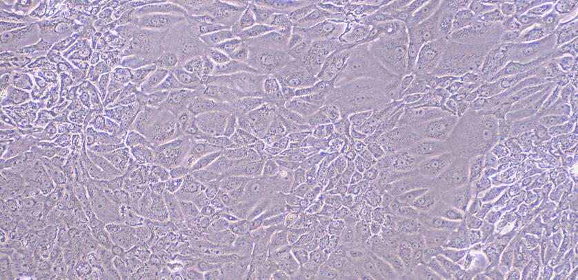 Primary Rat Bladder Epithelial Cells (BEC)