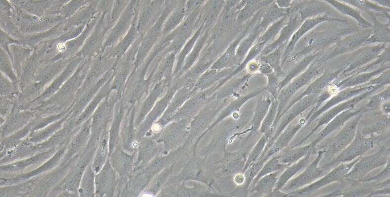 Primary Caprine Corneal Stromal cells (CSC)