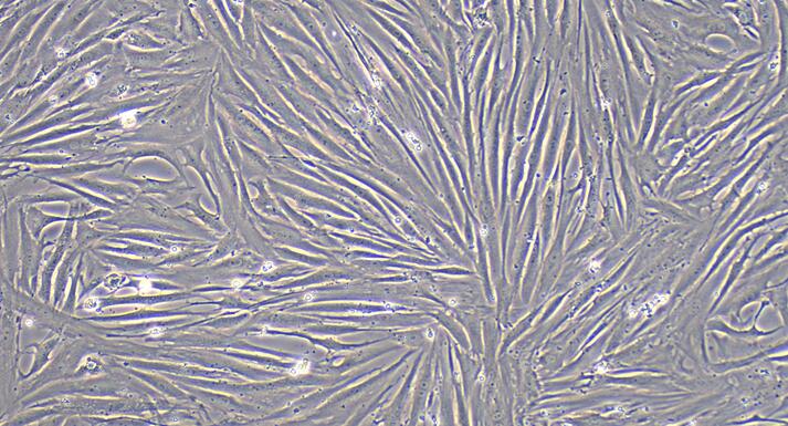 Primary Rabbit Urothelial Smooth Muscle Cells (USMC)