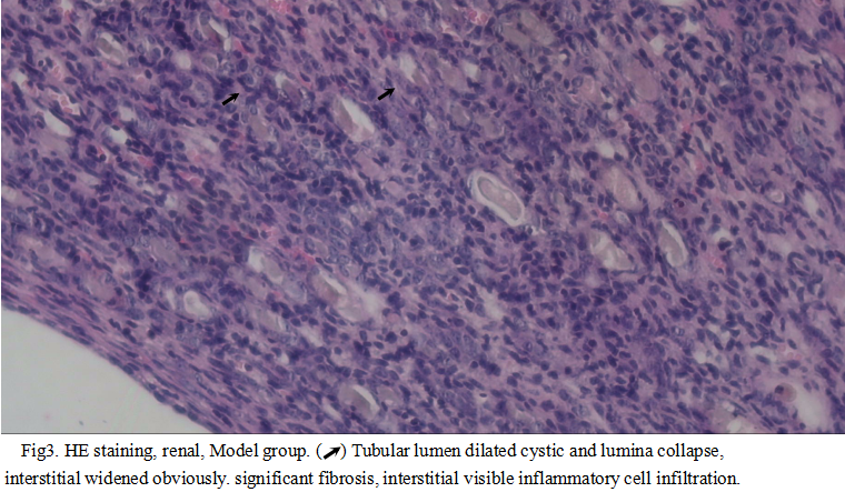 Mouse Model for Renal Fibrosis (RF)
