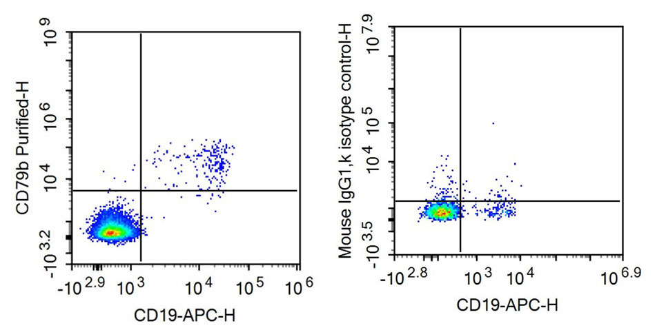 Anti-Cluster of Differentiation 79B (CD79B) Monoclonal Antibody