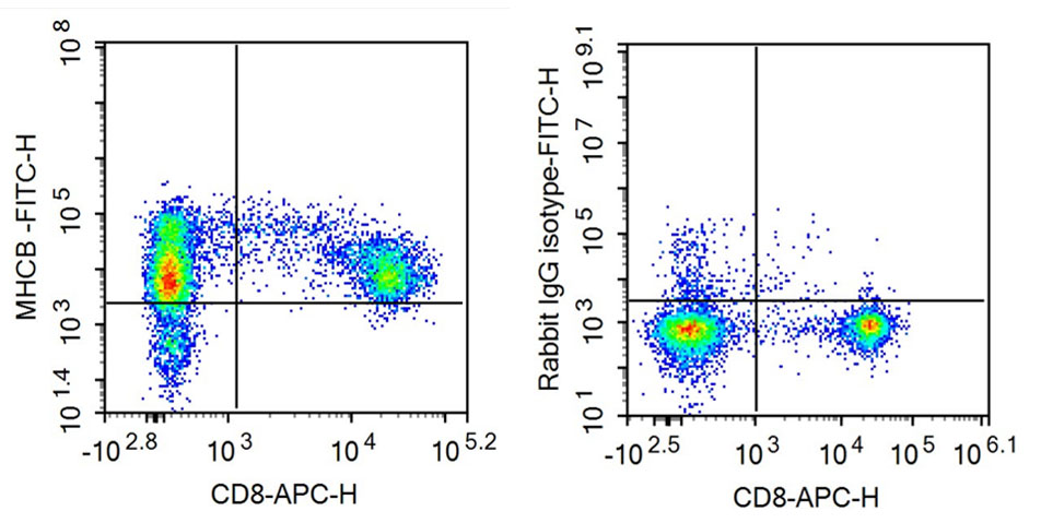 FITC-Linked Anti-Major Histocompatibility Complex Class I B (MHCB) Polyclonal Antibody
