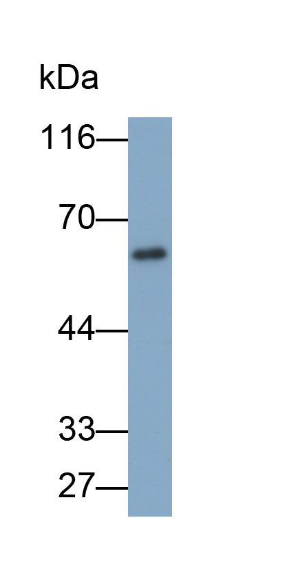 Biotin-Linked Polyclonal Antibody to Caspase 8 (CASP8)