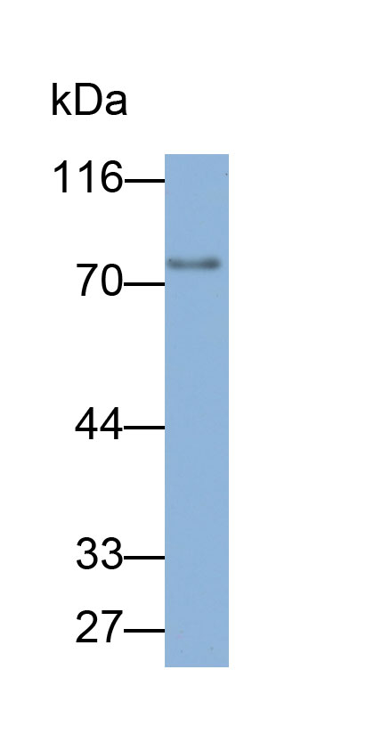 Biotin-Linked Polyclonal Antibody to Solute Carrier Family 27 Member 5 (SLC27A5)
