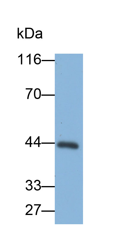 Biotin-Linked Polyclonal Antibody to Apolipoprotein A4 (APOA4)