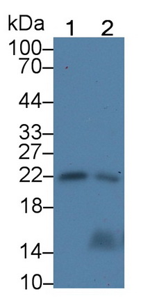 Monoclonal Antibody to Interleukin 18 (IL18)