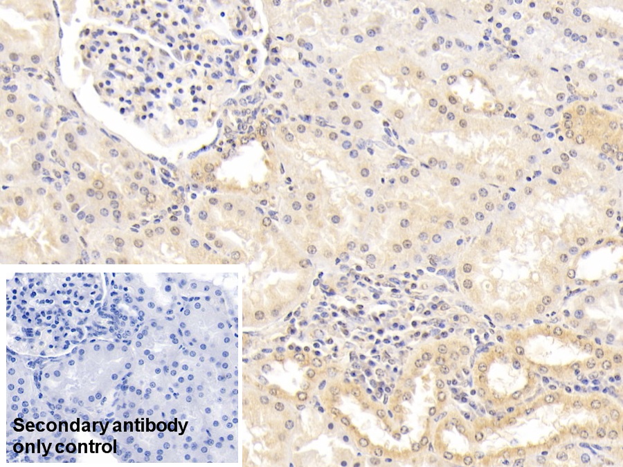 Monoclonal Antibody to Calnexin (CNX)