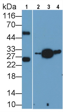 Monoclonal Antibody to High Mobility Group Protein 1 (HMGB1)