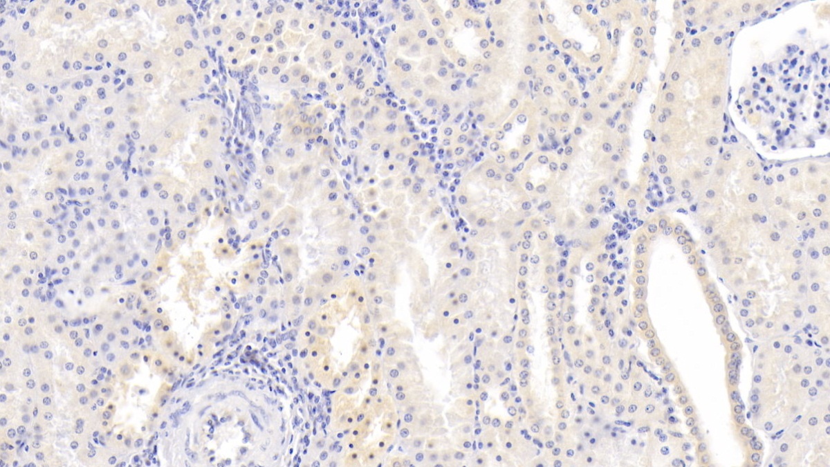 Monoclonal Antibody to Neurogranin (NRGN)