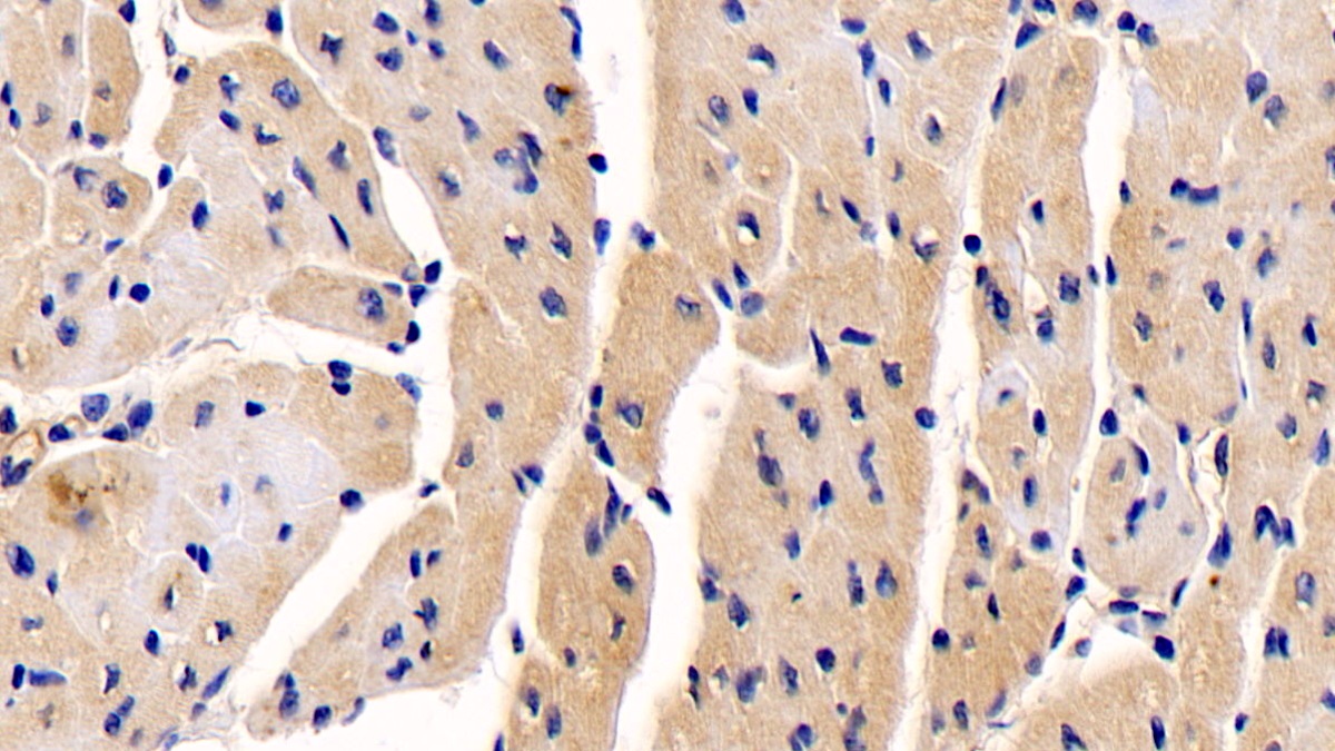 Monoclonal Antibody to N-Terminal Pro-Atrial Natriuretic Peptide (NT-ProANP)