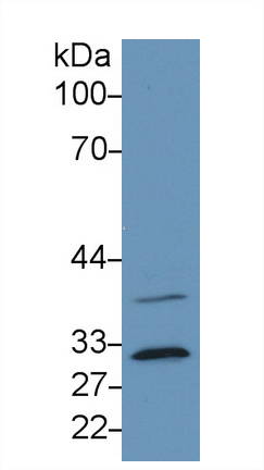 Monoclonal Antibody to Complement component 1 Q subcomponent-binding protein, mitochondrial (C1QBP)