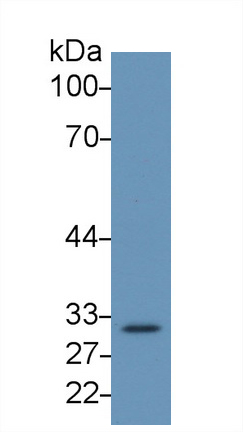 Monoclonal Antibody to Complement component 1 Q subcomponent-binding protein, mitochondrial (C1QBP)