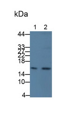 Monoclonal Antibody to Cystatin C (Cys-C)