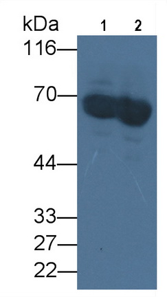 Monoclonal Antibody to Albumin (ALB)