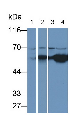 Monoclonal Antibody to Heat Shock 70kDa Protein 1A (HSPA1A)