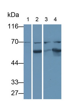 Monoclonal Antibody to Heat Shock 70kDa Protein 1A (HSPA1A)