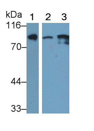 Monoclonal Antibody to Transferrin Receptor (TFR)