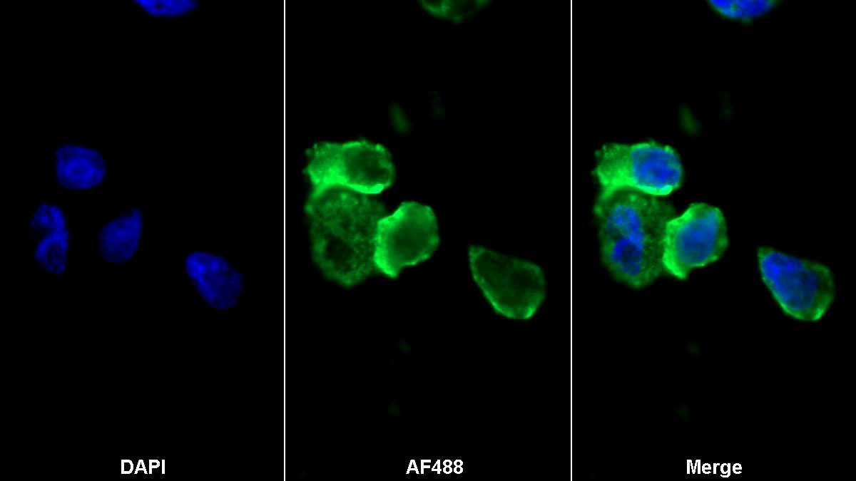 Monoclonal Antibody to Fc Fragment Of IgG Low Affinity IIIa Receptor (FcgR3A)