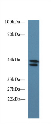 Monoclonal Antibody to Indoleamine-2,3-Dioxygenase (IDO)