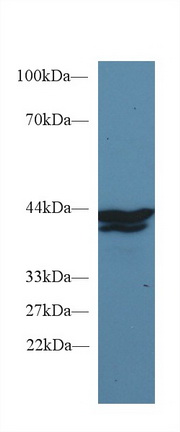 Monoclonal Antibody to Indoleamine-2,3-Dioxygenase (IDO)