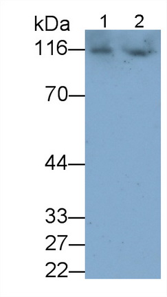 Monoclonal Antibody to A Disintegrin And Metalloprotease 17 (ADAM17)