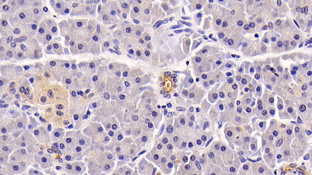 Monoclonal Antibody to Neprilysin (CD10)